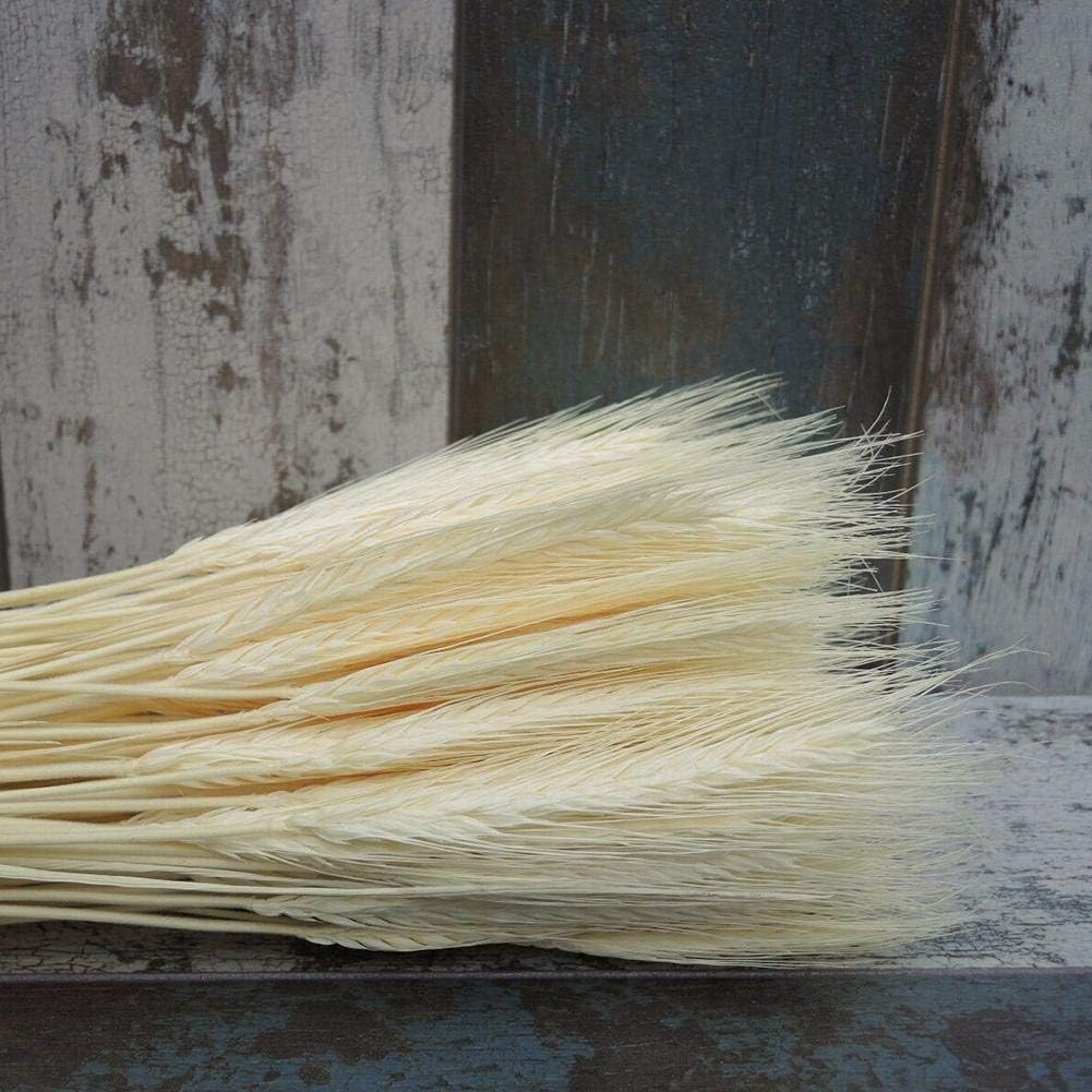 Natural Wheat Ears Bouquet for Home Decor 25pcs Beige