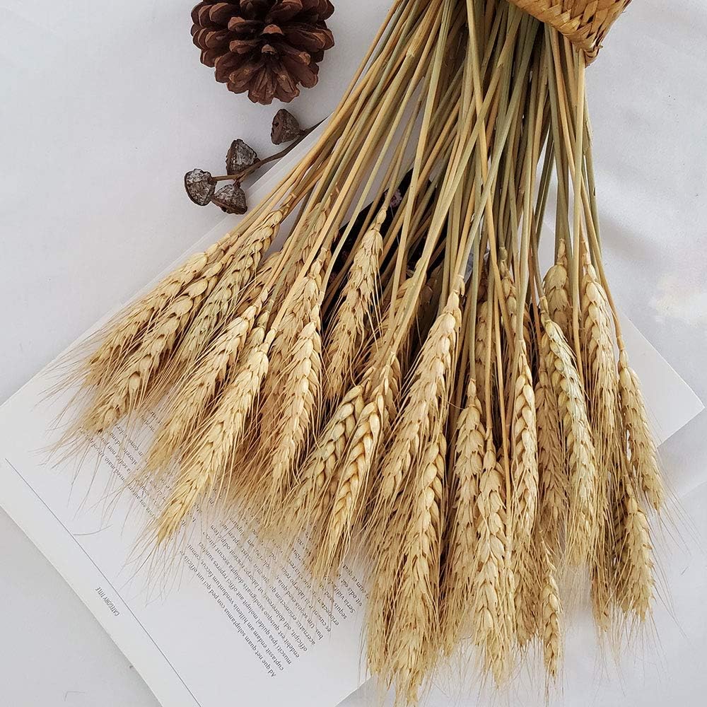 PerfiCap Natural Wheat Stalks 100Pcs for Home Decor