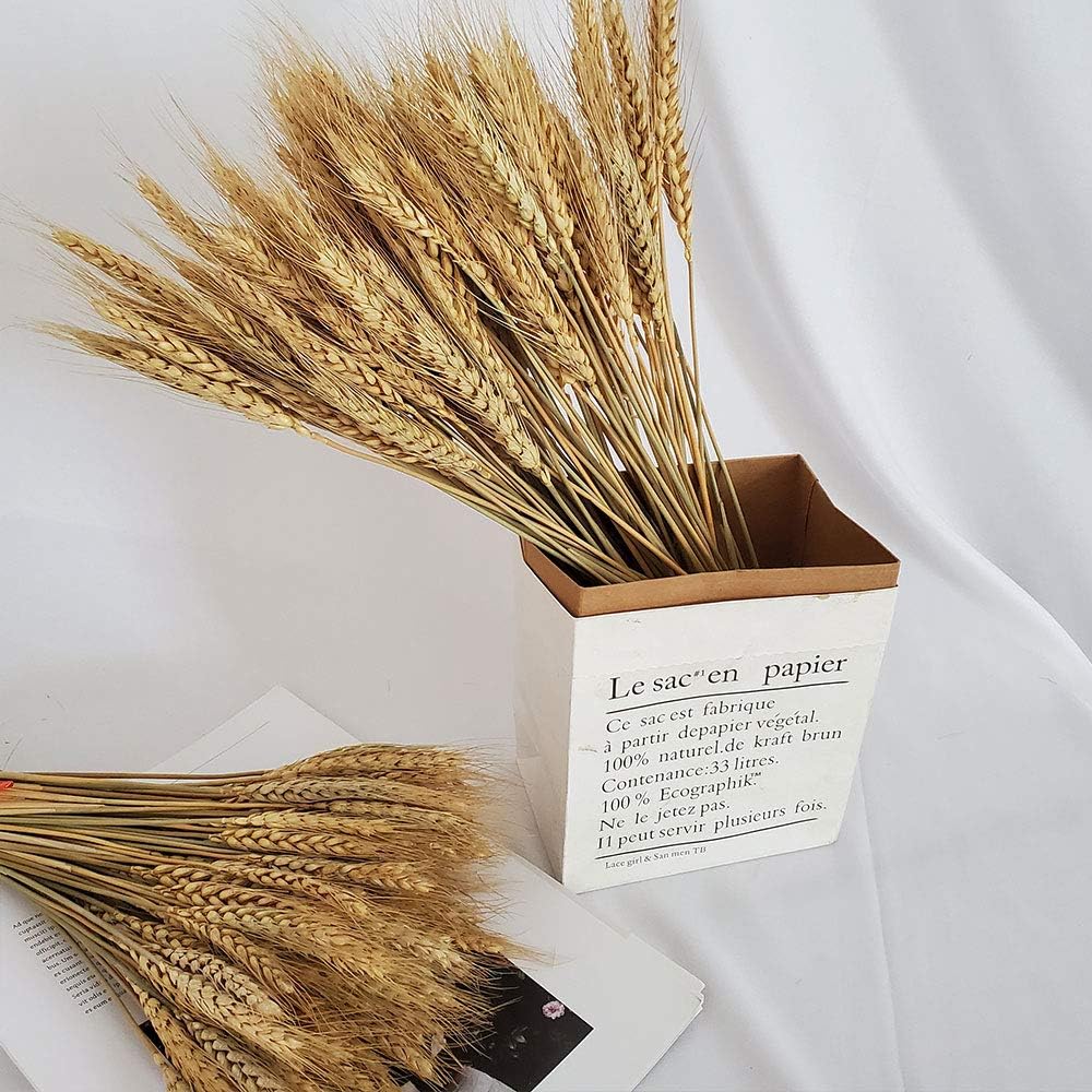 PerfiCap Natural Wheat Stalks 100Pcs for Home Decor
