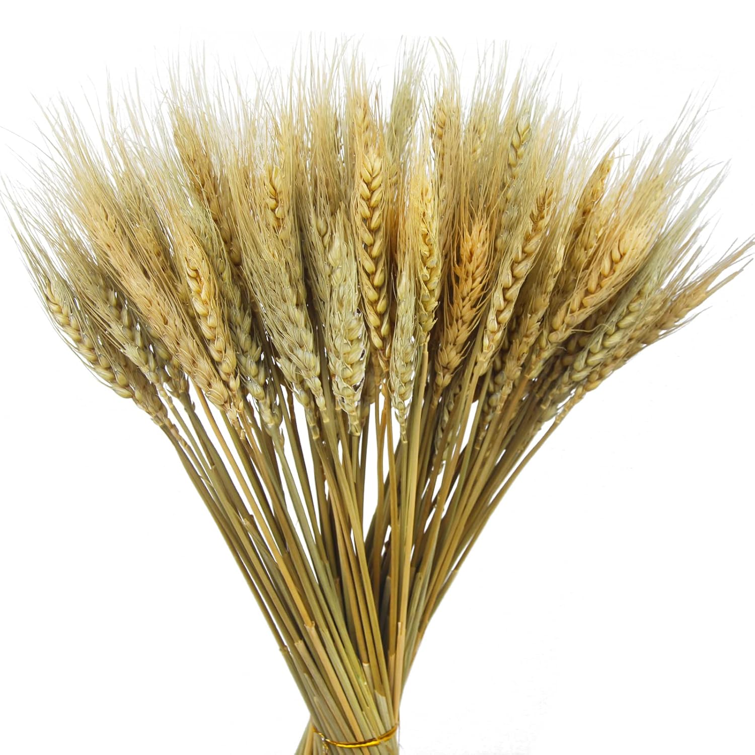 CISDUEO 100 Pcs Natural Dried Wheat Stalks Bundle