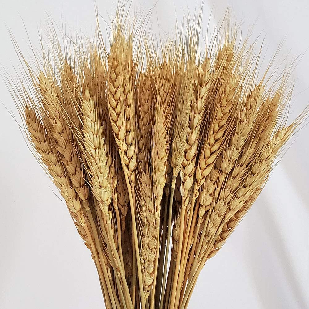 PerfiCap Natural Wheat Stalks 100Pcs for Home Decor