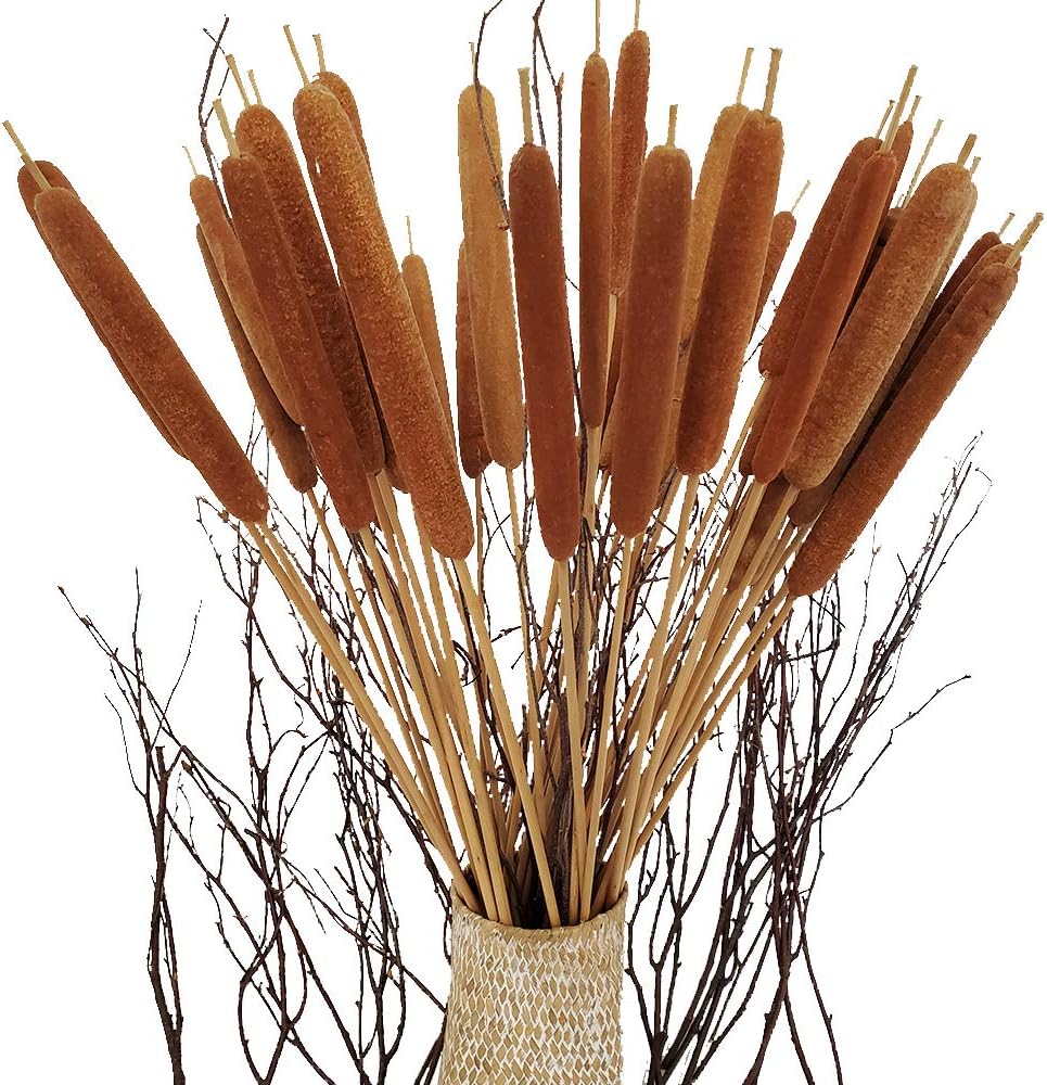 40 Pcs Dried Natural Cattails for Decor and Arrangements