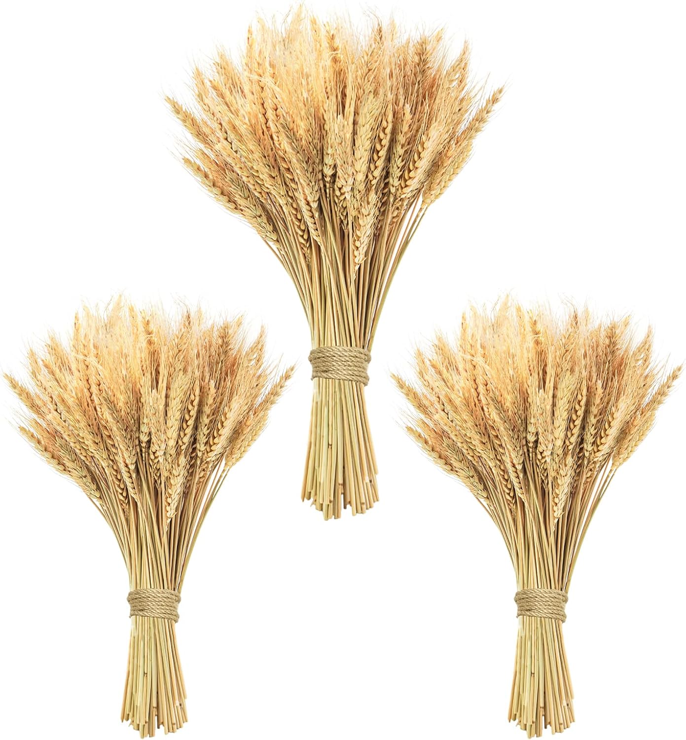 300 Stems Natural Dried Wheat Stalks 18 Inch Bundle