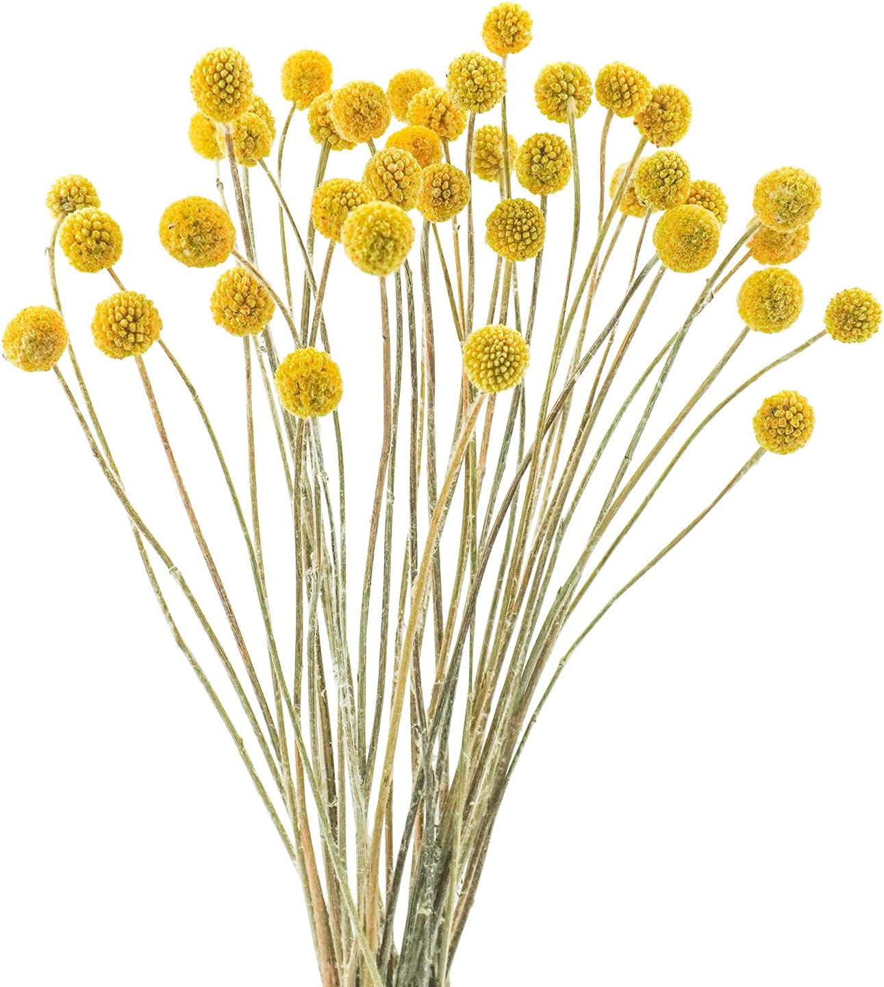 Uieke 40Pcs Dried Billy Balls Yellow Flowers for Home Wedding Decor