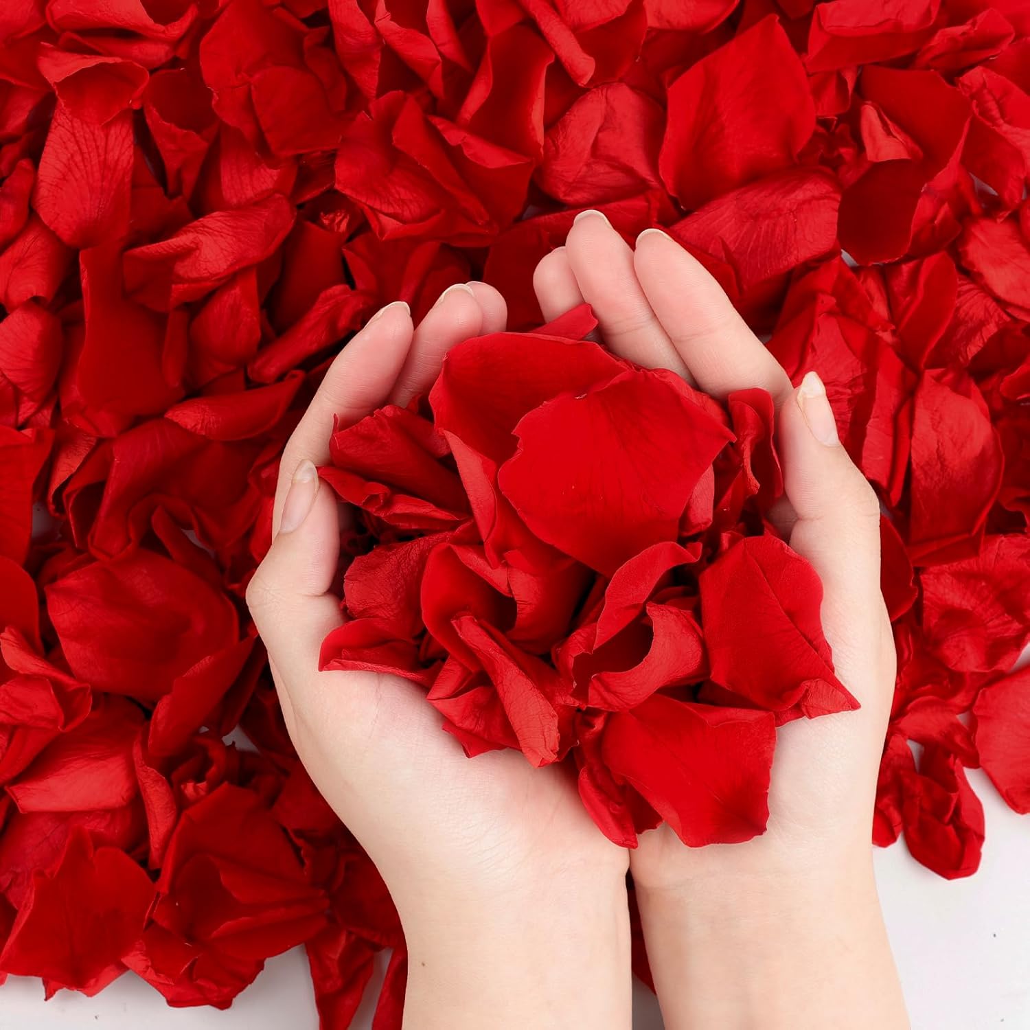 240PCS Real Red Rose Petals Confetti for Weddings and Celebrations