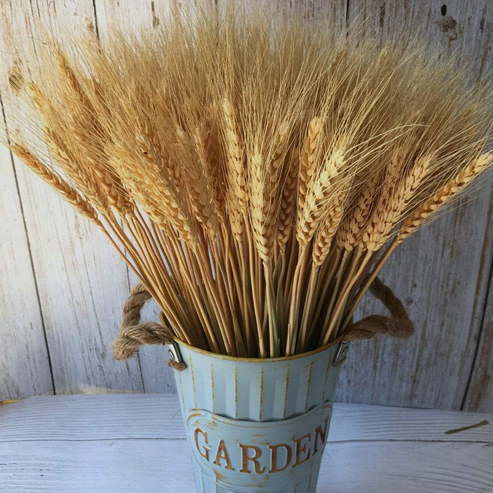 PerfiCap Natural Wheat Stalks 100Pcs for Home Decor