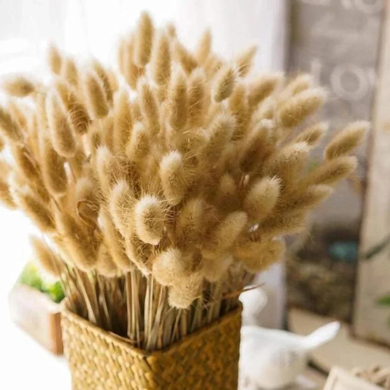 Dried Bunny Tail Flowers 100Pcs Real Natural Boho Decor