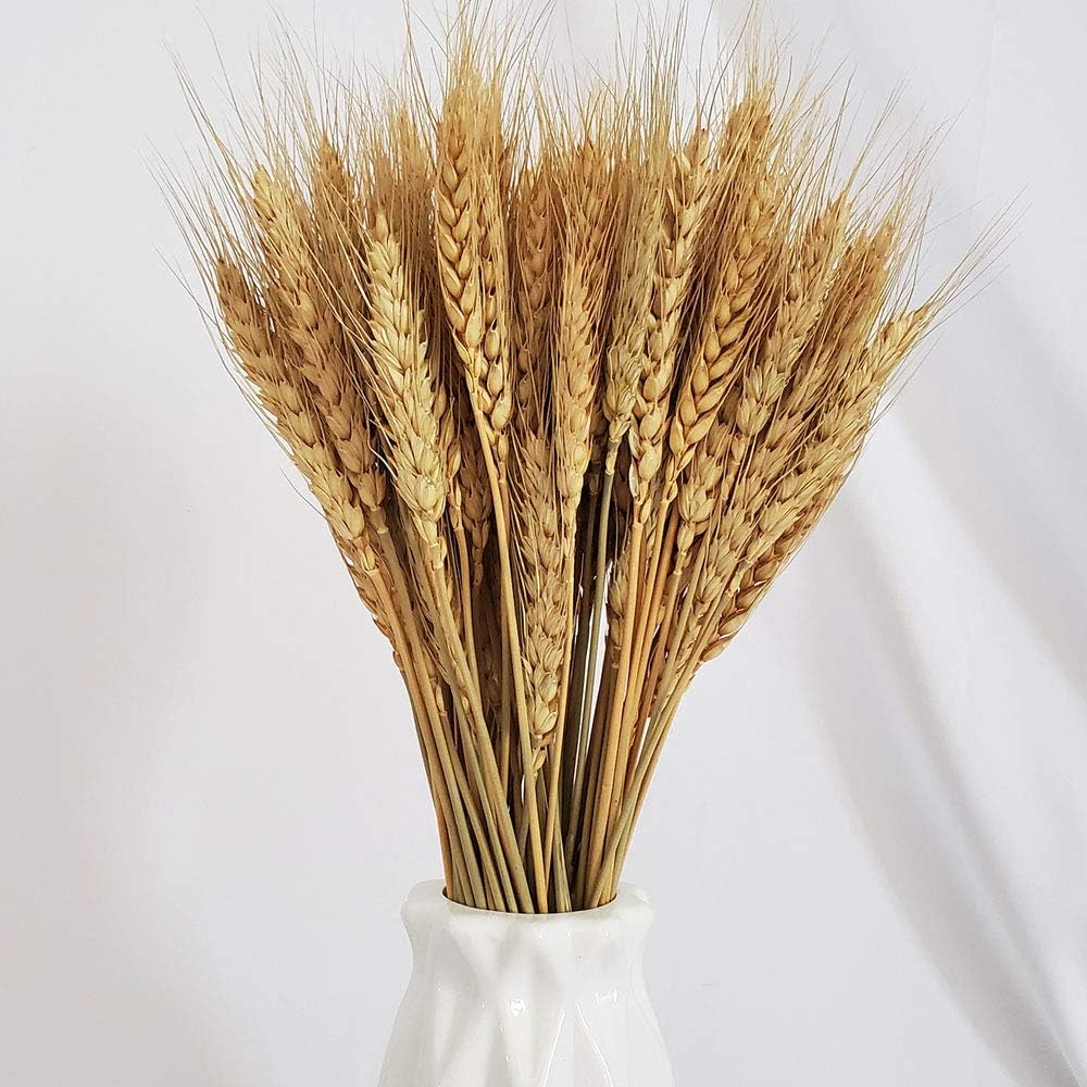 PerfiCap Natural Wheat Stalks 100Pcs for Home Decor