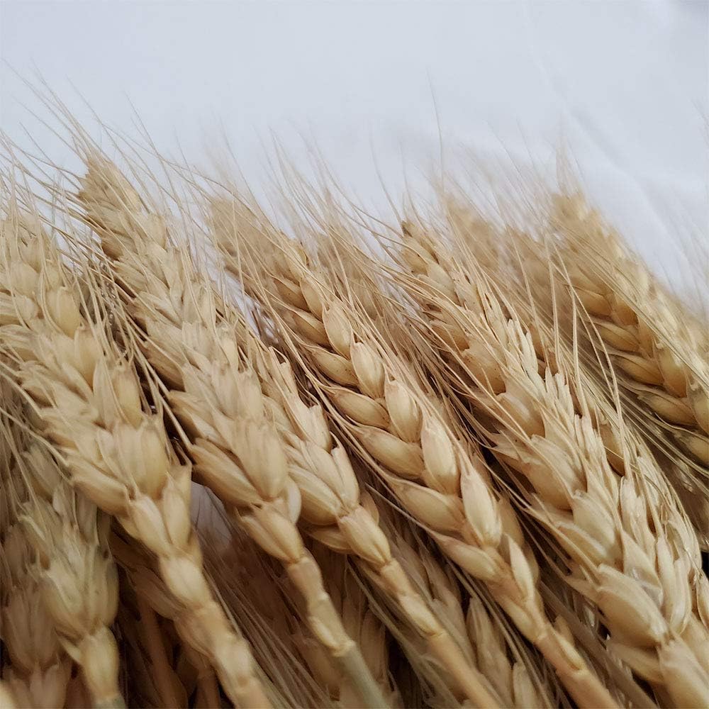 PerfiCap Natural Wheat Stalks 100Pcs for Home Decor