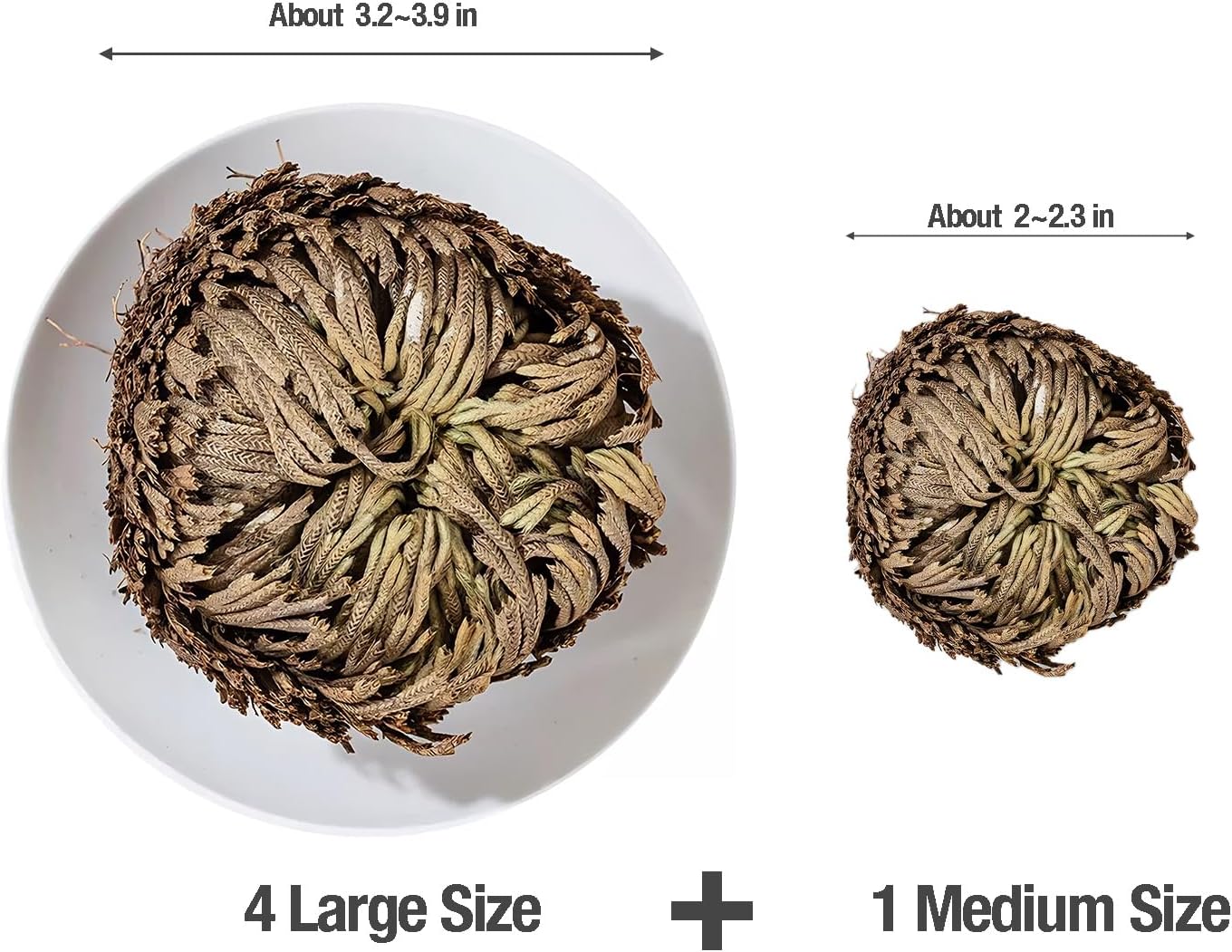 5 Pack Big 35 Inch Rose of Jericho Resurrection Plants