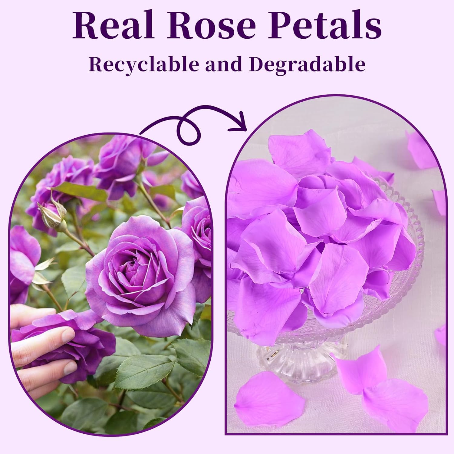 180 PCS Real Purple Rose Petals Wedding Decor