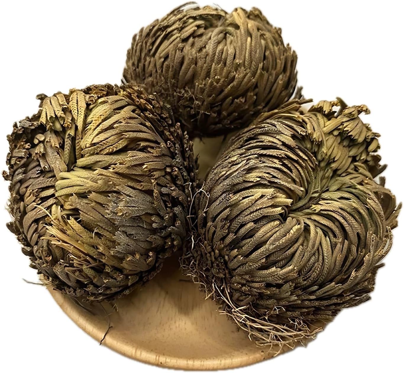 5 Pack Big 35 Inch Rose of Jericho Resurrection Plants