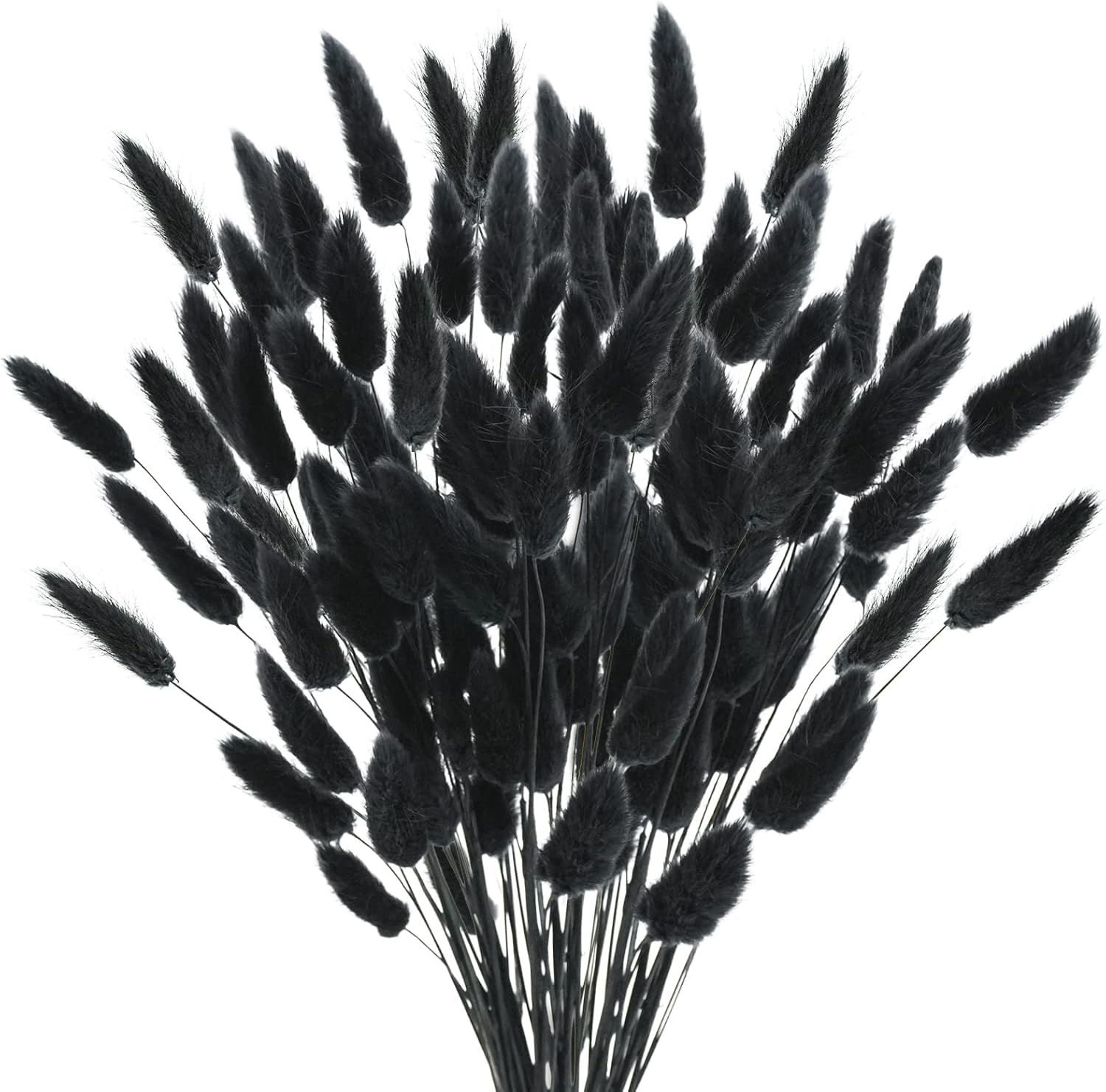 17 Inch Natural Black Bunny Tails Dried Flowers 240 Pcs