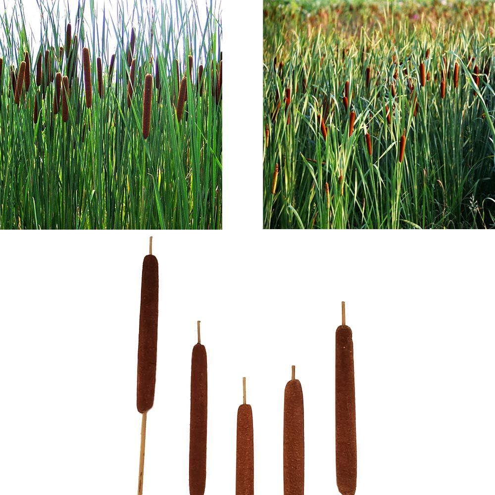 40 Pcs Dried Natural Cattails for Decor and Arrangements