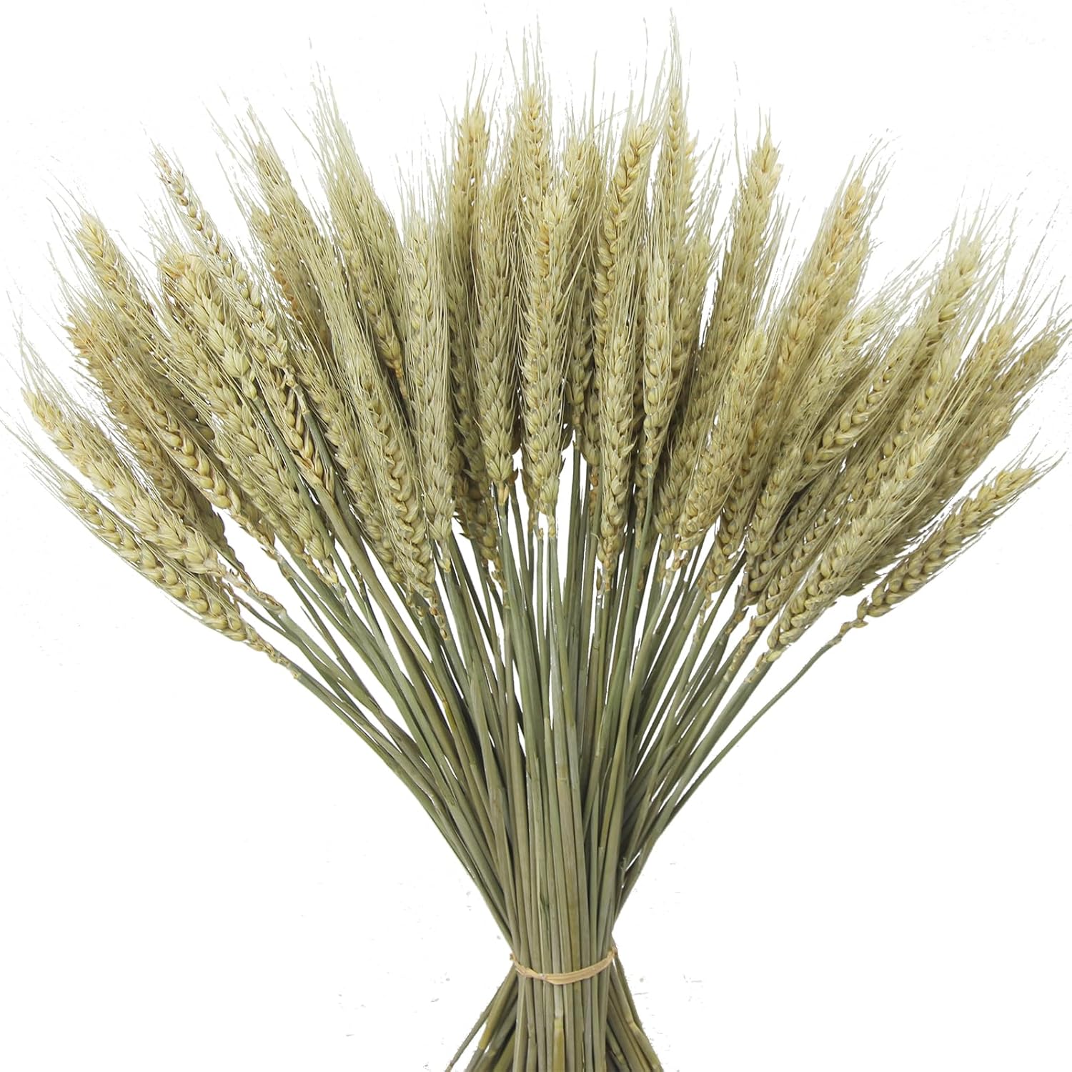 CISDUEO 100 Pcs Natural Dried Wheat Stalks Bundle 1
