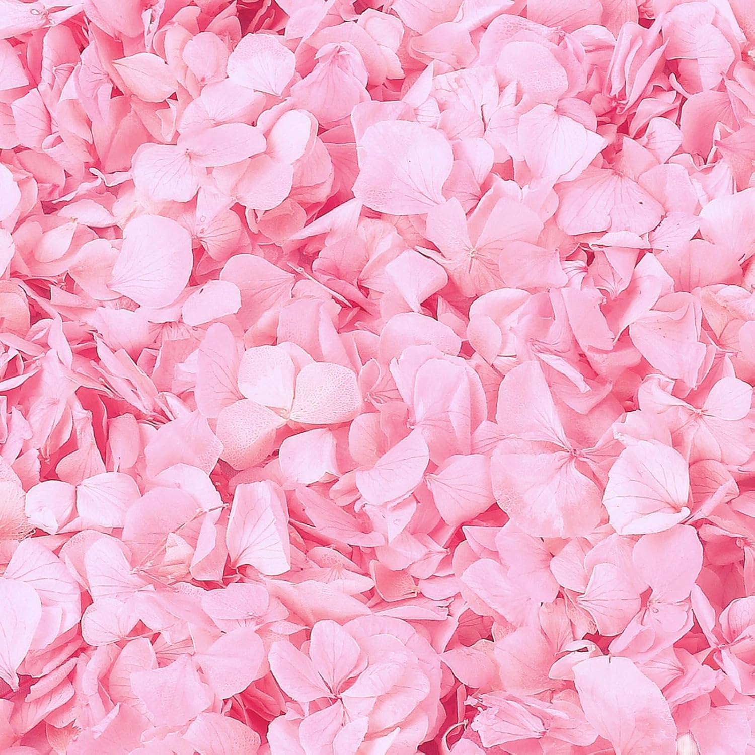 1500Pcs Real Hydrangea Pink Dried Flower Petals