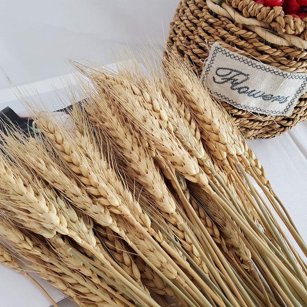PerfiCap Natural Wheat Stalks 100Pcs for Home Decor