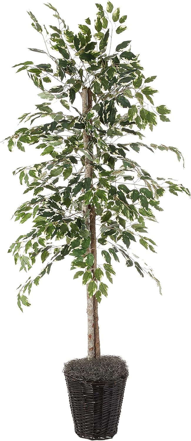 Vickerman 6-Foot Artificial Variegated Ficus Tree in Decorative Container