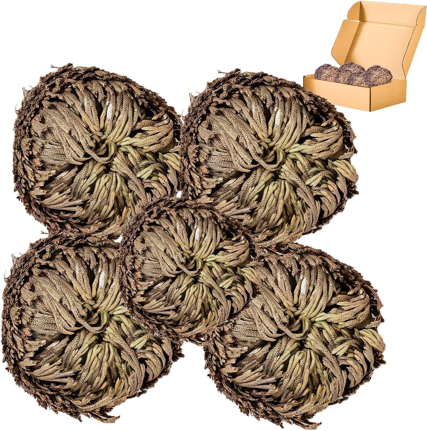 5 Pack Big 35 Inch Rose of Jericho Resurrection Plants