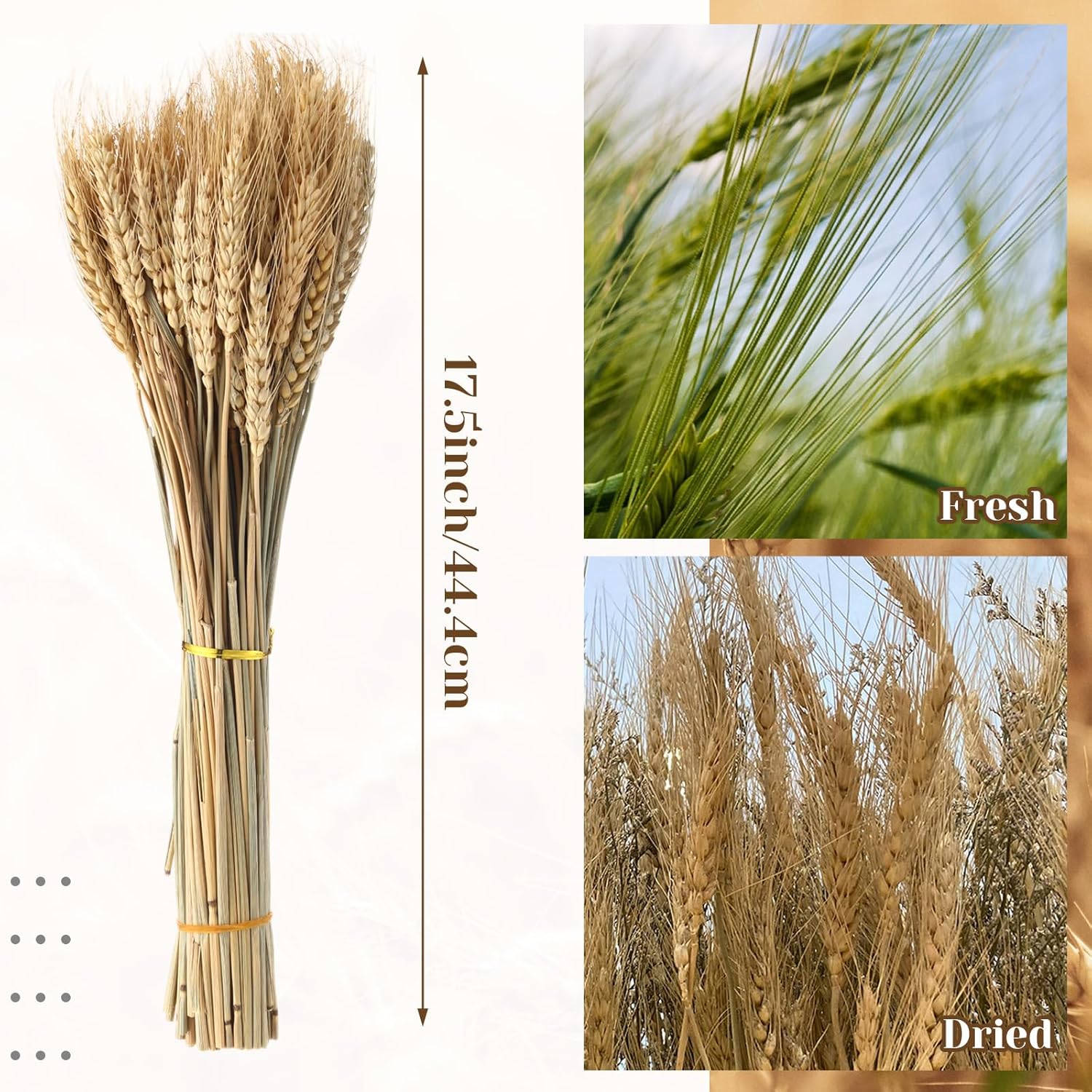 Geosar 600 Dried Wheat Stalks Decor Bundle