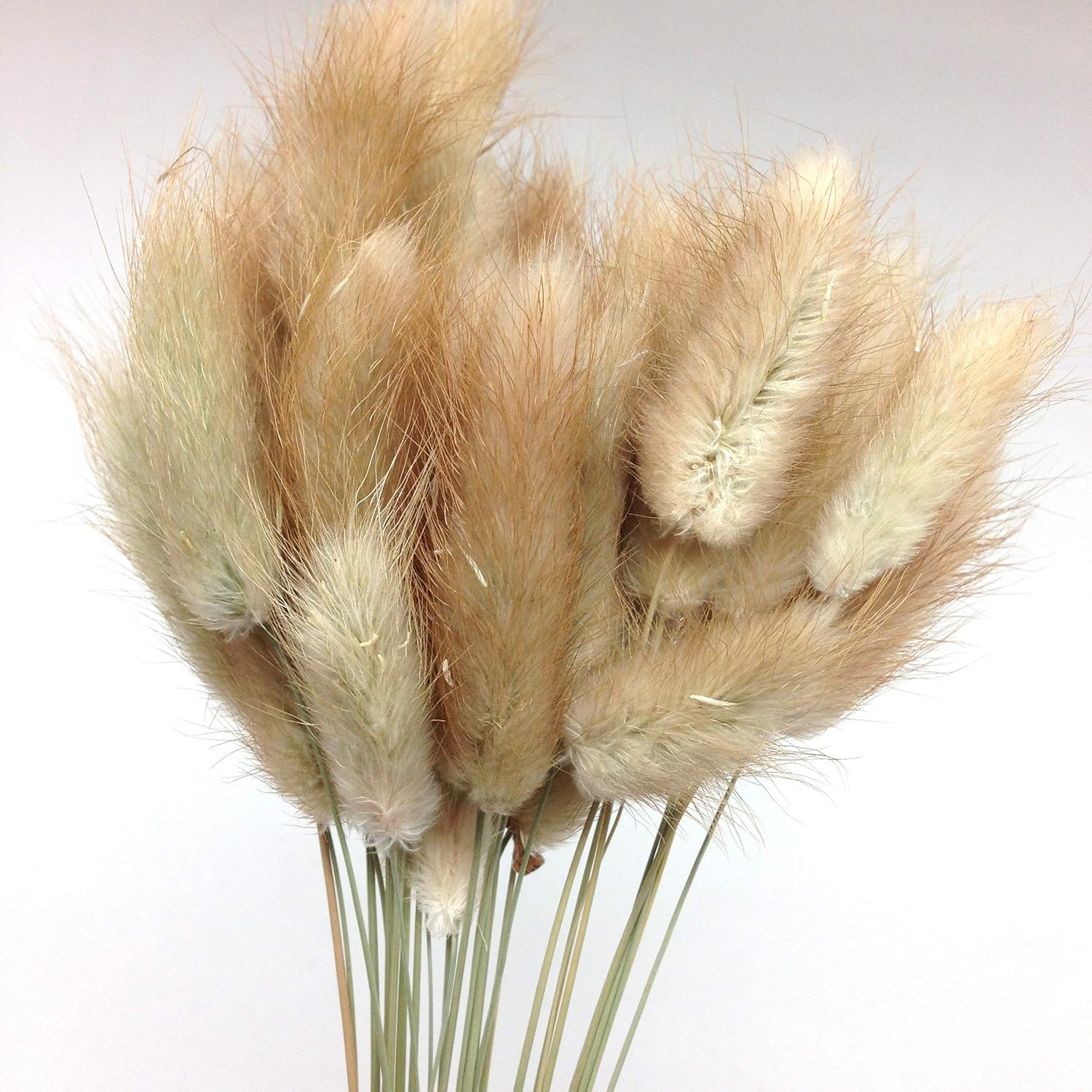 PEPPERLONELY 30pc Natural Dried Flower Rabbit Tail Grass Bouquets